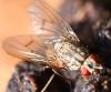 Helina impuncta
